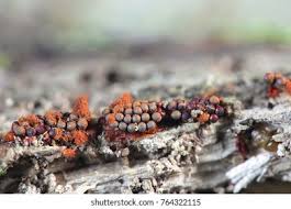 Attēlu rezultāti vaicājumam “Metatrichia vesparia”