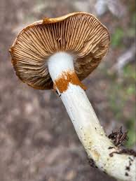 Attēlu rezultāti vaicājumam “Metatrichia floriformis stalked”