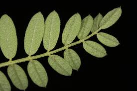 Attēlu rezultāti vaicājumam “Astragalus arenarius leaf”