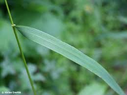 Attēlu rezultāti vaicājumam “Elymus caninus”