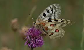 Attēlu rezultāti vaicājumam “Euphydrias aurinia upperside”