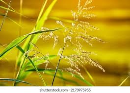 Attēlu rezultāti vaicājumam “Glyceria maxima leaf”