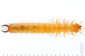 Attēlu rezultāti vaicājumam “Schizotus pectinicornis larva”