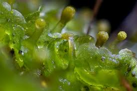 Attēlu rezultāti vaicājumam “Blasia pusilla sporophyte”