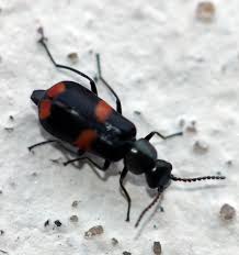 Attēlu rezultāti vaicājumam “Anthocomus fasciatus”