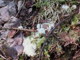 Attēlu rezultāti vaicājumam “Fuligo cinerea”