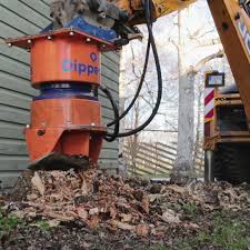 Image result for dipperfox tehron