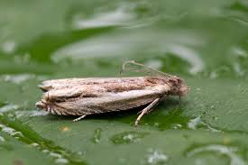 Attēlu rezultāti vaicājumam “Ancylis apicella”