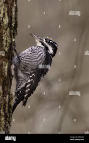 Attēlu rezultāti vaicājumam “Picoides tridactylus adult”