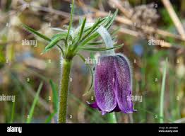 Attēlu rezultāti vaicājumam “Pulsatilla pratensis flower”
