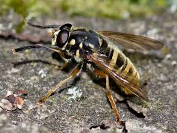 Attēlu rezultāti vaicājumam “Xanthogramma sp. male”