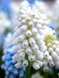Attēlu rezultāti vaicājumam “Muscari armeniacum flower”