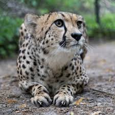 Afbeeldingsresultaat voor cheeta