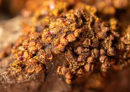 Attēlu rezultāti vaicājumam “Willkommlangea reticulata”