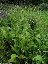 Attēlu rezultāti vaicājumam “Inula helenium leaf”