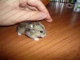 Image result for хомек