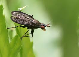 Attēlu rezultāti vaicājumam “Coremacera marginata”