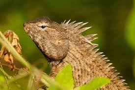 Attēlu rezultāti vaicājumam “Reptilia”