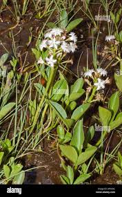 Attēlu rezultāti vaicājumam “Menyanthes trifoliata flower”