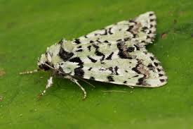 Attēlu rezultāti vaicājumam “Moma alpium”