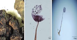 Attēlu rezultāti vaicājumam “Cribraria violacea stalked”