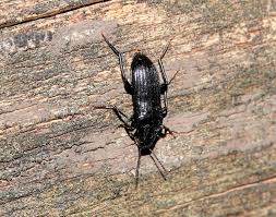 Attēlu rezultāti vaicājumam “Melandrya dubia”