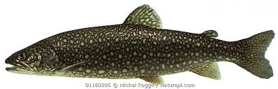 Image result for Salvelinus namaycush