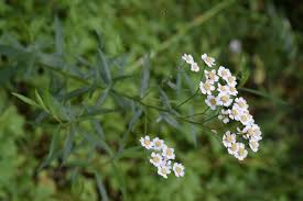 Attēlu rezultāti vaicājumam “Achillea salicifolia”