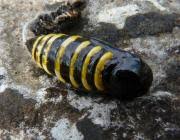 Attēlu rezultāti vaicājumam “Abraxas grossulariata larva”