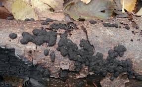 Attēlu rezultāti vaicājumam “Hypoxylon multiforme”