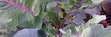 Image result for Taunton Deane