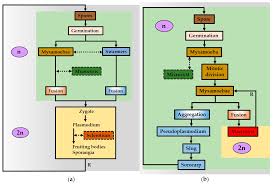 Attēlu rezultāti vaicājumam “Lycogala flavofuscum sessile”