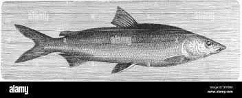 Image result for Coregonus huntsmani