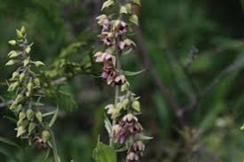Attēlu rezultāti vaicājumam “Epipactis helleborine”
