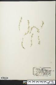 Attēlu rezultāti vaicājumam “Chara aspera”