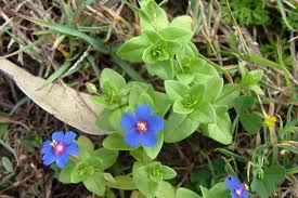 Attēlu rezultāti vaicājumam “Anagallis arvensis leaf”