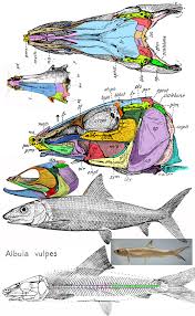 Image result for Albula vulpes