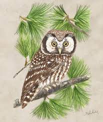 Image result for Aegolius funereus