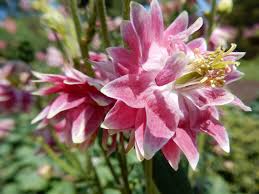 Attēlu rezultāti vaicājumam “Aquilegia vulgaris flower”