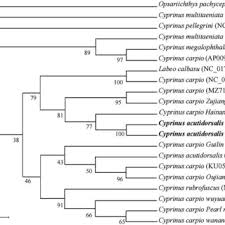 Image result for Cyprinus megalophthalmus