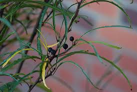 Attēlu rezultāti vaicājumam “Frangula alnus leaf”