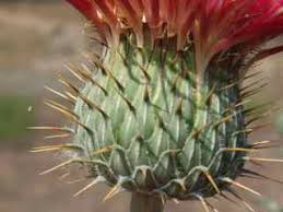 Attēlu rezultāti vaicājumam “Cirsium x rigens flower”