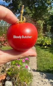 Afbeeldingsresultaat voor bloody butcher tomato