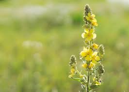 Attēlu rezultāti vaicājumam “Verbascum densiflorum flower”
