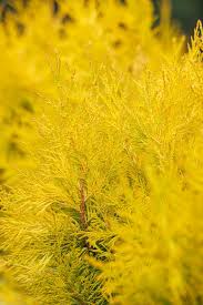 Attēlu rezultāti vaicājumam “Thuja plicata flower”