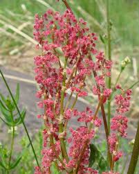 Attēlu rezultāti vaicājumam “Rumex thyrsiflorus”