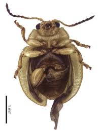 Attēlu rezultāti vaicājumam “Alticinae”