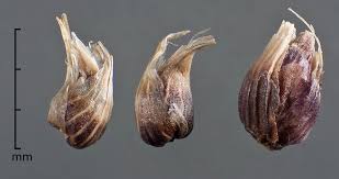 Attēlu rezultāti vaicājumam “Poa remota bud”