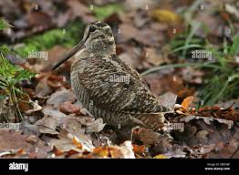 Attēlu rezultāti vaicājumam “Scolopax rusticola”