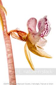 Attēlu rezultāti vaicājumam “Epipogium aphyllum flower”